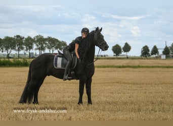 Friesian horses, Gelding, 7 years, 16,1 hh, Black