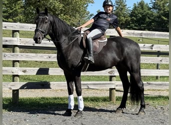 Friesian horses, Gelding, 7 years, 16,2 hh, Black