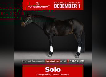 Friesian horses, Gelding, 7 years, 16,3 hh, Bay-Dark