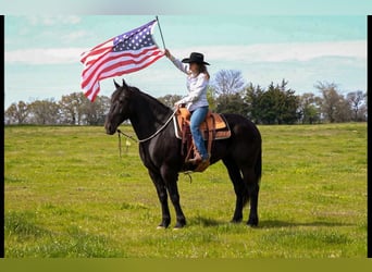 Friesian horses Mix, Gelding, 7 years, 17.1 hh, Black