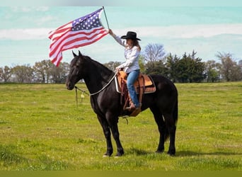 Friesian horses, Gelding, 7 years, 17,1 hh, Black