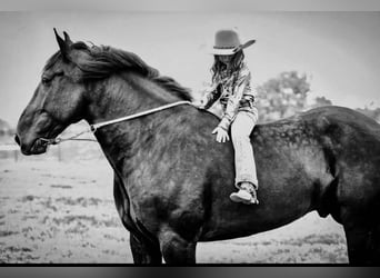 Friesian horses, Gelding, 7 years, 17,1 hh, Black