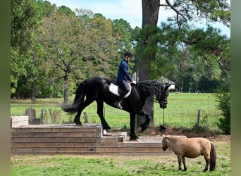 Friesian horses, Gelding, 7 years, 17 hh, Black