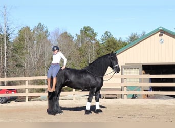 Friesian horses, Gelding, 7 years, 17 hh, Black