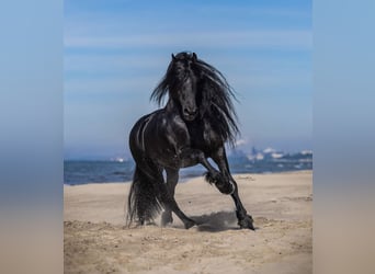 Friesian horses, Gelding, 7 years, 17 hh, Black