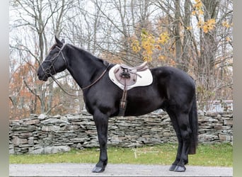 Friesian horses, Gelding, 7 years, 17 hh, Black
