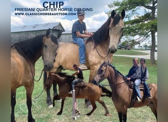 Friesian horses, Gelding, 7 years, 17 hh, Buckskin