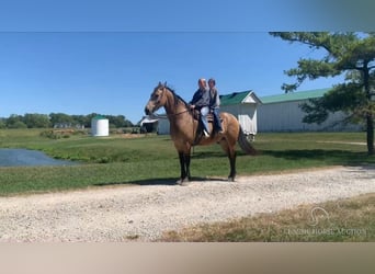 Friesen, Wallach, 7 Jahre, 17 hh, Buckskin