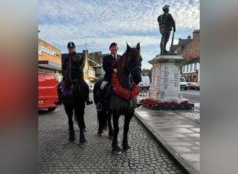 Friesian horses, Gelding, 7 years, Black