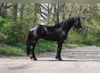 Friesian horses, Gelding, 7 years, Black