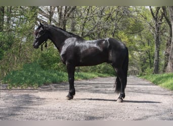 Friesian horses, Gelding, 7 years, Black