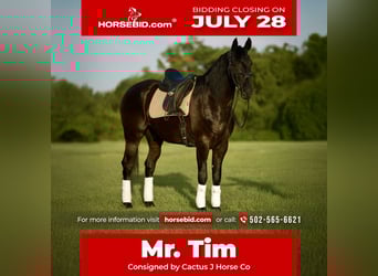 Friesian horses, Gelding, 7 years, Black