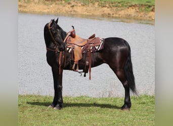 Friesian horses, Gelding, 7 years, Black