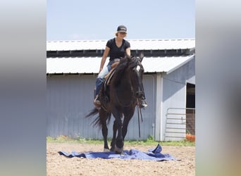 Friesian horses Mix, Gelding, 7 years, Black