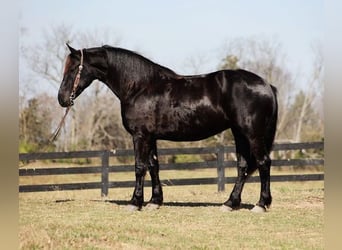 Friesian horses, Gelding, 7 years, Black