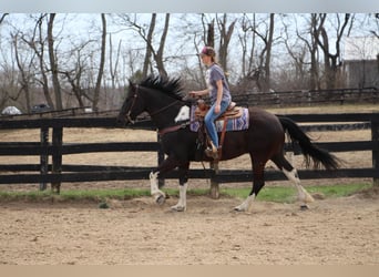 Friesian horses, Gelding, 7 years, Black