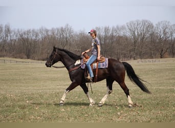 Friesian horses, Gelding, 7 years, Black