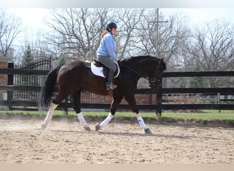 Friesian horses, Gelding, 7 years, Black