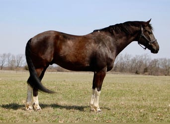 Friesian horses, Gelding, 7 years, Black