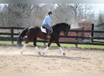 Friesian horses, Gelding, 7 years, Black