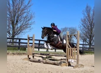 Friesian horses, Gelding, 7 years, Black