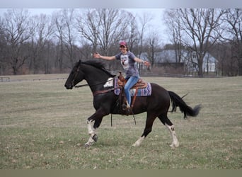 Friesian horses, Gelding, 7 years, Black