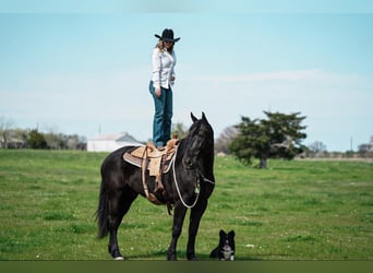 Friesian horses Mix, Gelding, 7 years, Black