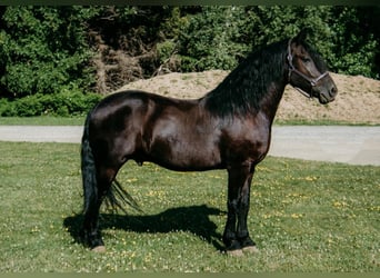 Friesian horses Mix, Gelding, 7 years, Black