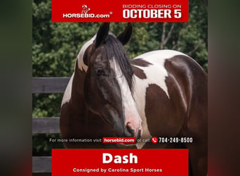 Friesian horses Mix, Gelding, 7 years, Pinto