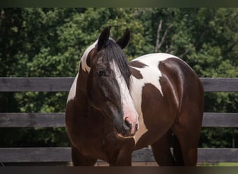 Friesian horses Mix, Gelding, 7 years, Pinto