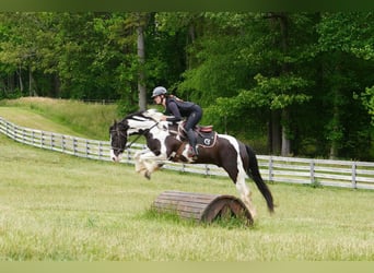Friesian horses Mix, Gelding, 7 years, Pinto
