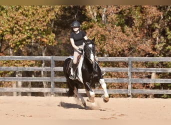 Friesian horses Mix, Gelding, 7 years, Pinto