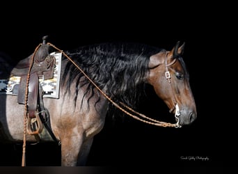 Friesian horses Mix, Gelding, 7 years, Roan-Bay