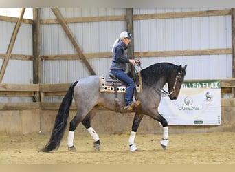 Friesian horses Mix, Gelding, 7 years, Roan-Bay