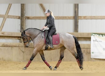 Friesian horses Mix, Gelding, 7 years, Roan-Bay