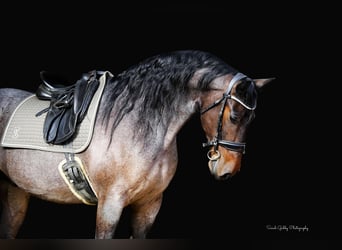 Friesian horses Mix, Gelding, 7 years, Roan-Bay