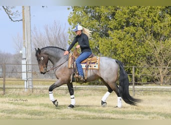 Friesian horses Mix, Gelding, 7 years, Roan-Bay