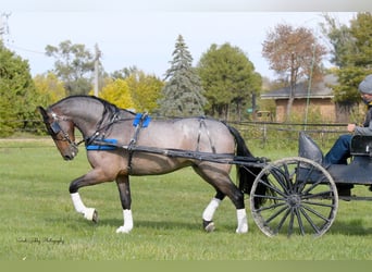 Friesian horses Mix, Gelding, 7 years, Roan-Bay