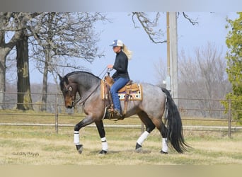 Friesian horses Mix, Gelding, 7 years, Roan-Bay