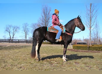 Friesian horses, Gelding, 7 years, Tobiano-all-colors
