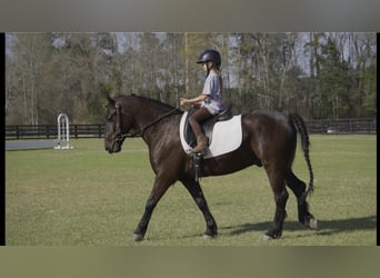 Friesian horses Mix, Gelding, 8 years, 14.2 hh, Black