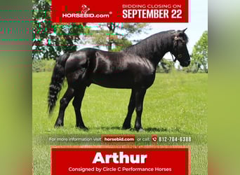 Friesian horses Mix, Gelding, 8 years, 14,3 hh, Black