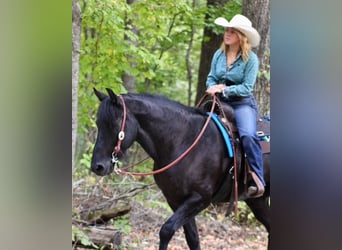 Friesian horses Mix, Gelding, 8 years, 14,3 hh, Black