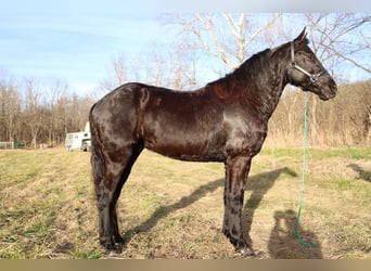 Friesian horses, Gelding, 8 years, 15.1 hh, Black