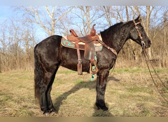 Friesian horses, Gelding, 8 years, 15.1 hh, Black
