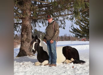 Friesian horses Mix, Gelding, 8 years, 15.1 hh, Pinto