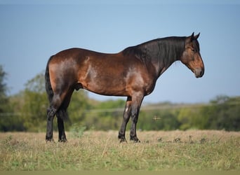 Friesian horses Mix, Gelding, 8 years, 15.2 hh, Bay