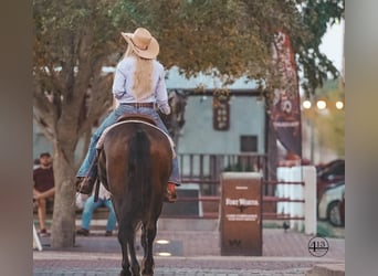 Friesian horses Mix, Gelding, 8 years, 15.2 hh, Bay