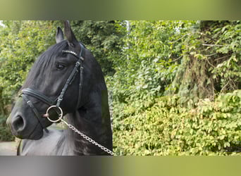 Friesian horses, Gelding, 8 years, 15.2 hh, Black