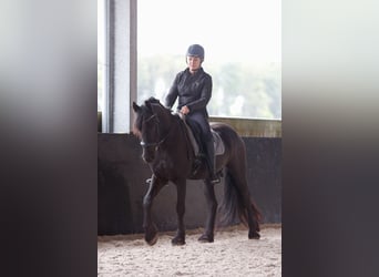 Friesian horses, Gelding, 8 years, 15.2 hh, Black